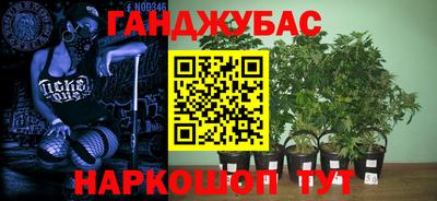сатива Коммунар